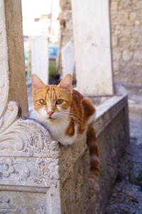 Beautiful white ginger red cat sitting on stone monument looking into the camera, front view
