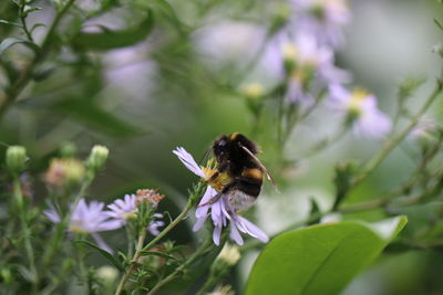 Close-up of bee 8on flower