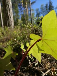 Close-up of fresh green plant in forest