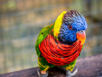 Close-up of parrot