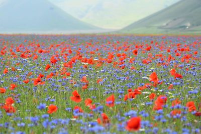 Close-up of red poppy flowers on field