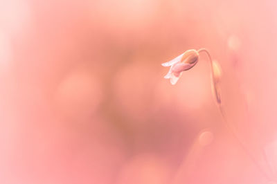 Flower blooming outdoors