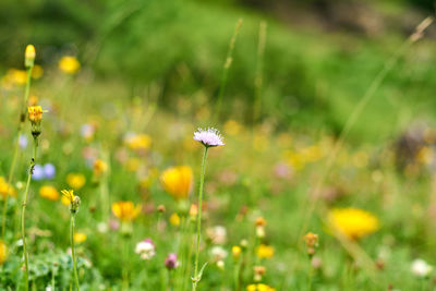 Close-up of white flowers on field