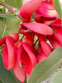 Close-up of red flowers