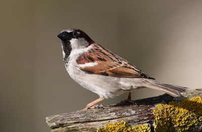 House sparrow perching on branch