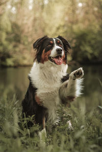 Portrait of dog waving in grass