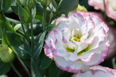 Close-up of pink flowering plant