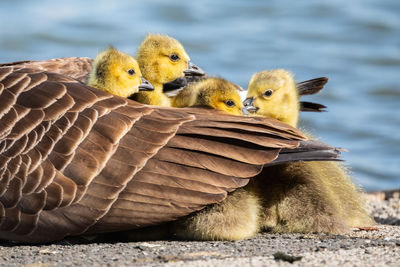 Goslings taking shelter in mum's feathers.