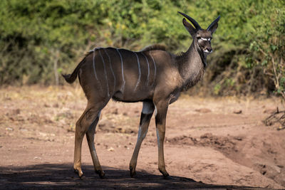 Deer standing on field