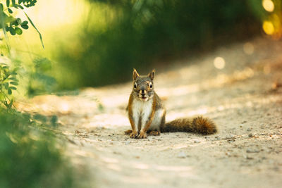 Red squirrel looking at the camera 