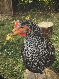 Close-up of a bird