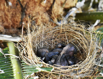 Young birds in nest