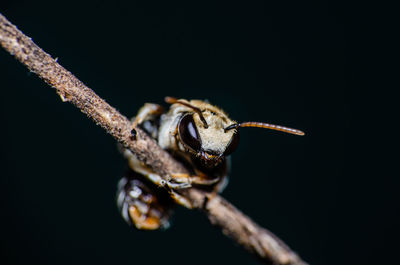 Close-up of insect over black background