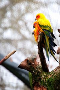 Close-up of parrot perching on tree