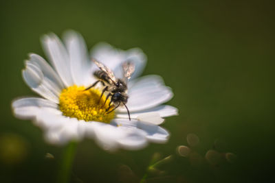 Close-up of insect on flower