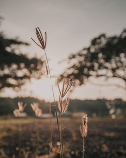 Close-up of stalks in field against sky