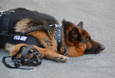 German shepherd relaxing on road