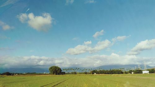 Scenic view of agricultural field against sky