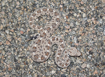 Full frame shot of lizard on rock