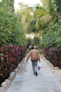 Rear view of man walking on footpath amidst trees