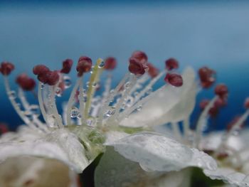 Close-up of cactus flower against sky