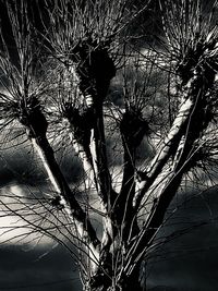 Low angle view of silhouette bare tree against sky