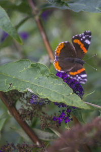 Close-up of butterfly on purple flower