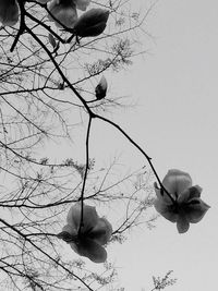 Low angle view of flower tree against sky