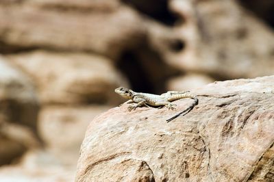 Close-up of lizard on rock