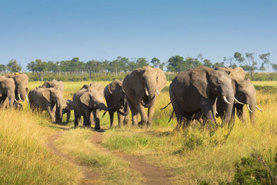 The african bush elephant