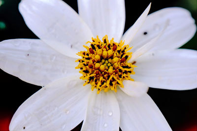 Close-up of white daisy flower against black background
