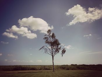 Bare tree on field against sky