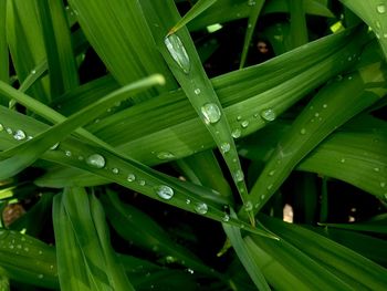 Full frame shot of raindrops on grass