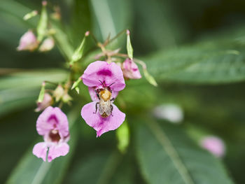 Close-up of pink flowering plant