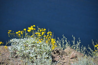 Close-up of yellow flowers blooming against sky