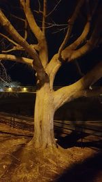 Bare tree on field at night