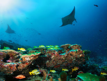 Fish swimming in sea