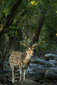 Portrait of deer on rock