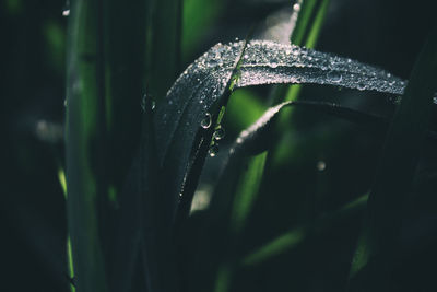 Close-up of wet leaf on grass
