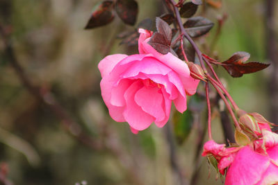 Close-up of pink rose