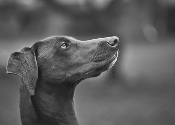 Close-up of dog looking away