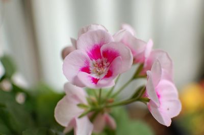 Close-up of pink flowers blooming outdoors
