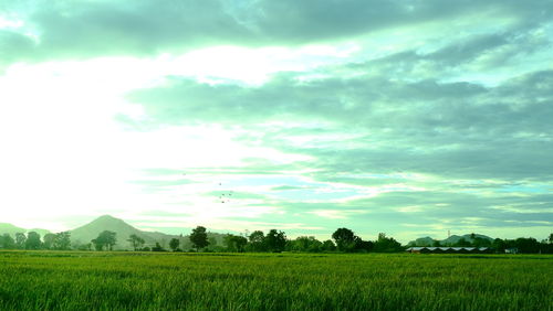 Scenic view of field against sky