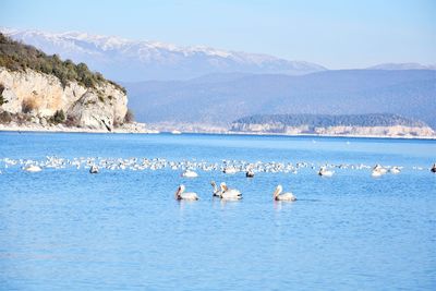 Flock of birds in sea against mountain range