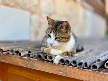 Cat resting on table