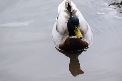 High angle view of duck swimming in lake