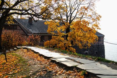 Autumn leaves on tree by building
