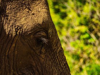 Close-up of elephant on tree trunk