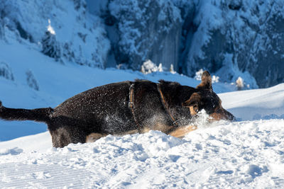 Dog on mountain untersberg