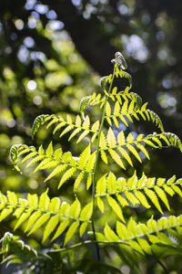 Close-up of fern leaves on tree